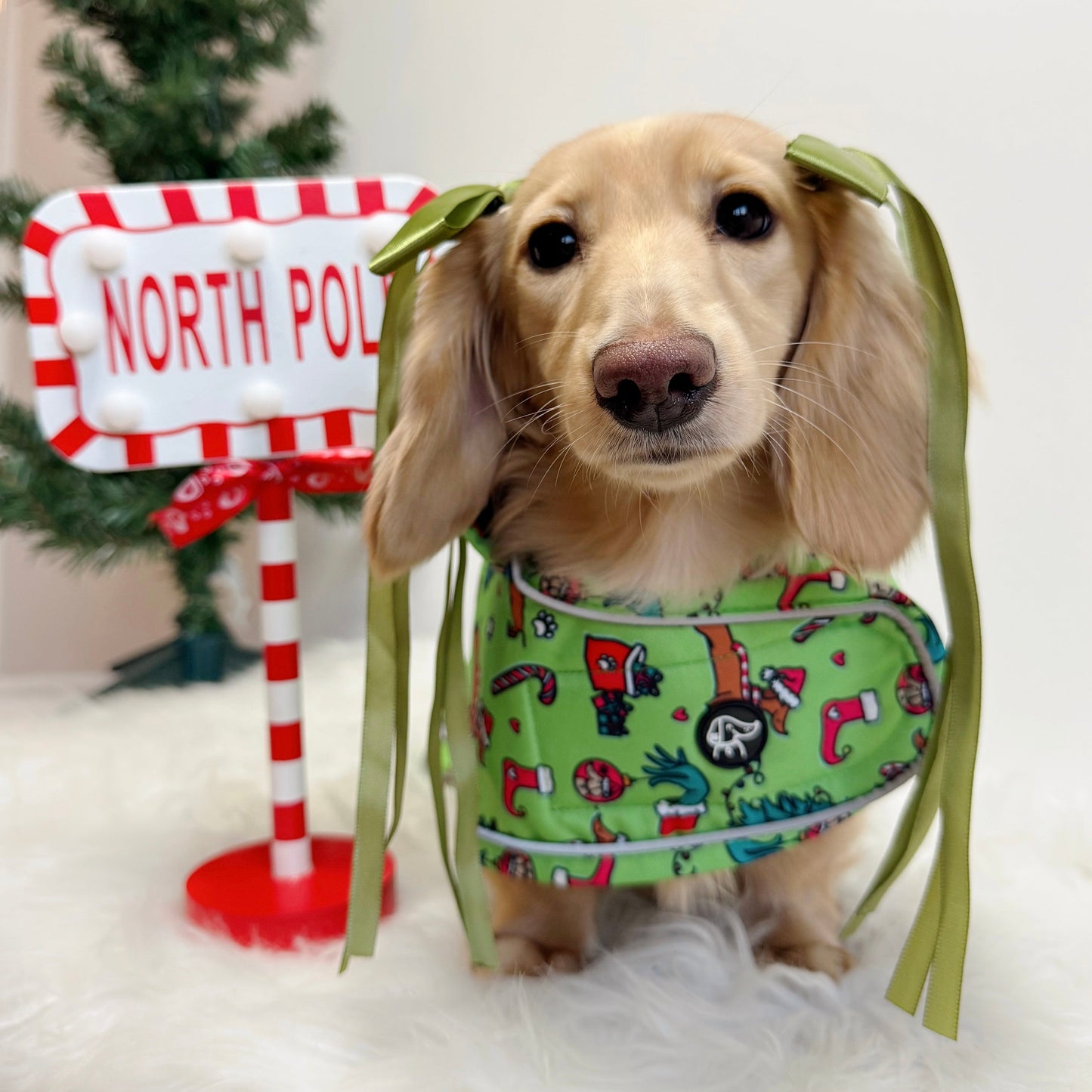 Dog wearing a green outfit with festive decorations in front of a North Pole mailbox and Christmas tree.