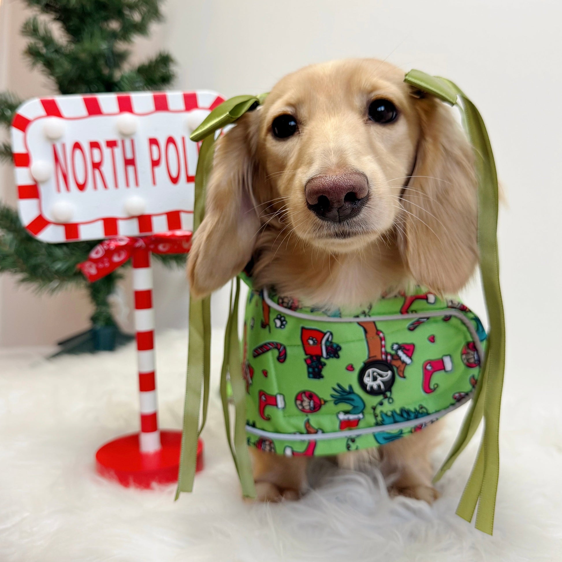 Dog wearing a green outfit with festive decorations in front of a North Pole mailbox and Christmas tree.
