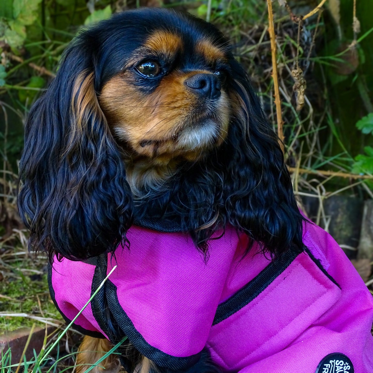 Essentials Jacket - All Breeds