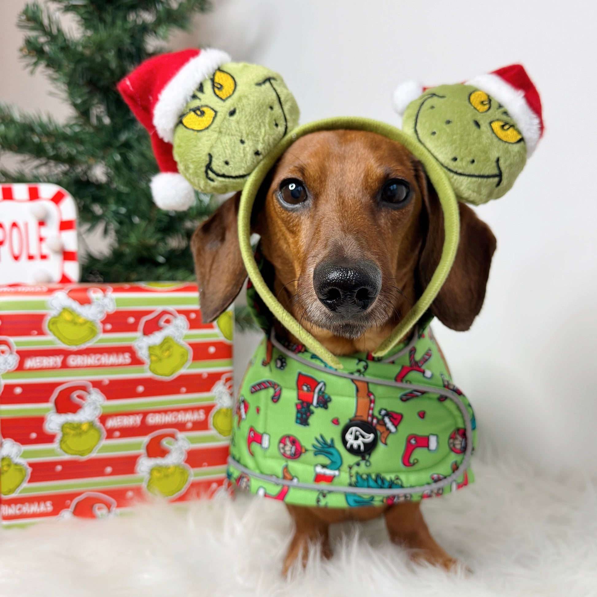 Dog wearing a Grinch costume with festive background