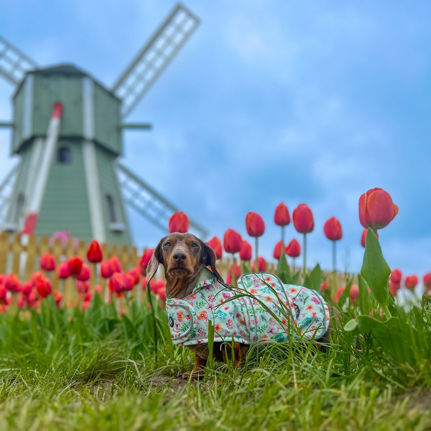 Springtime Fling - Dachshund Jacket