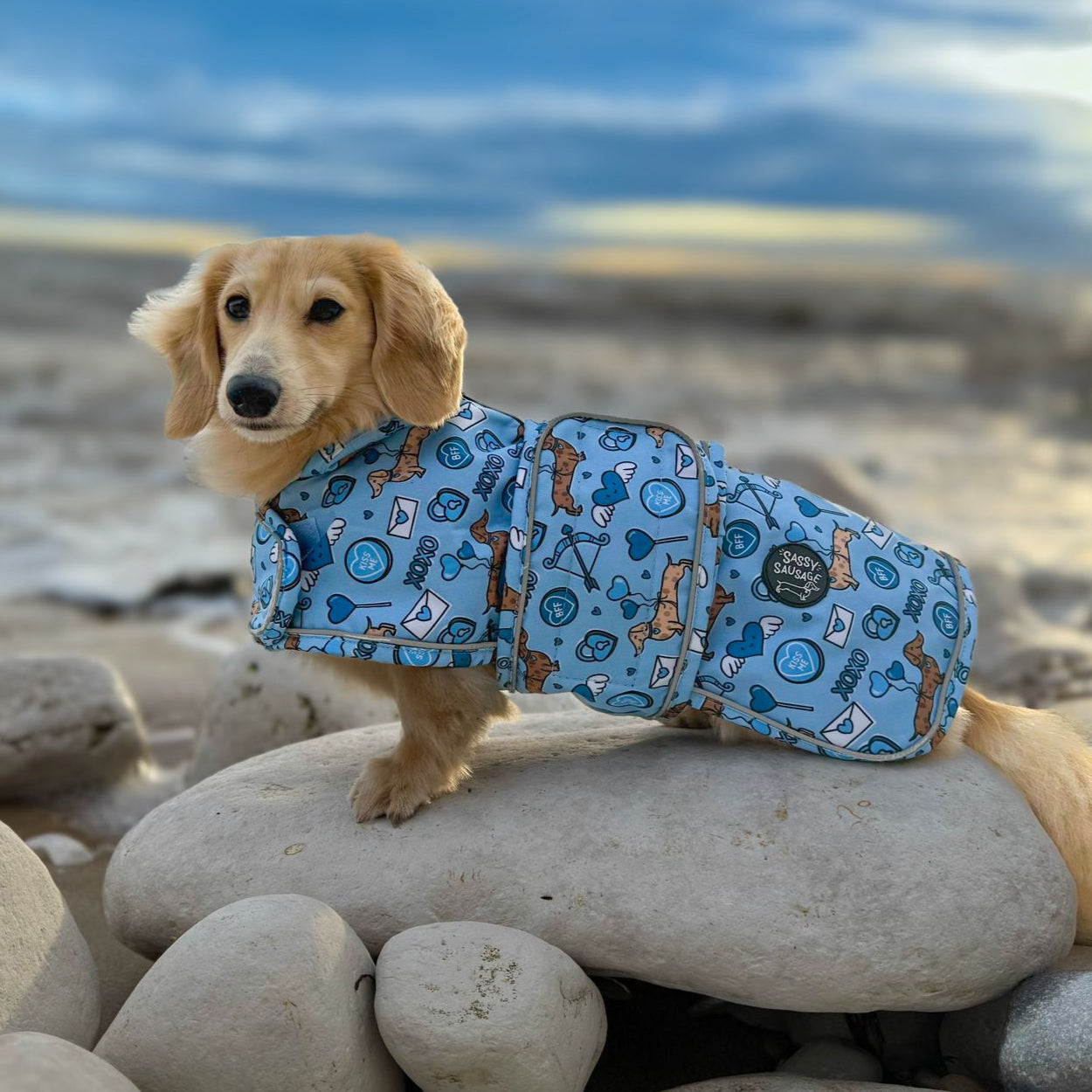 Cupid's Kisses - Dachshund Jacket