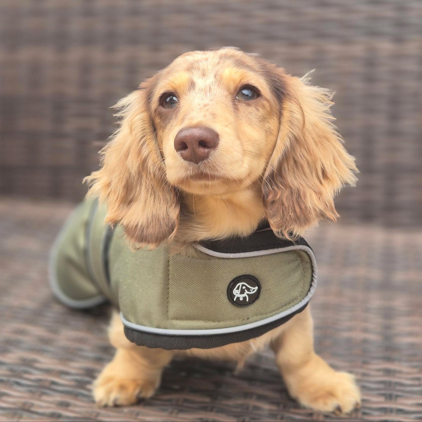Puppy Dachshund Jacket