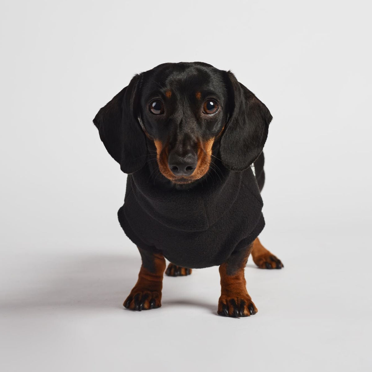 A dachshund wearing a black long-sleeve sweater, standing against a plain light gray studio background.