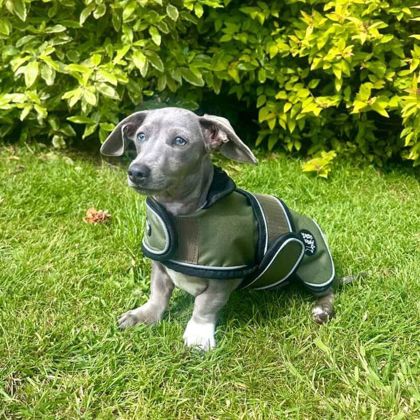 Puppy Dachshund Jacket