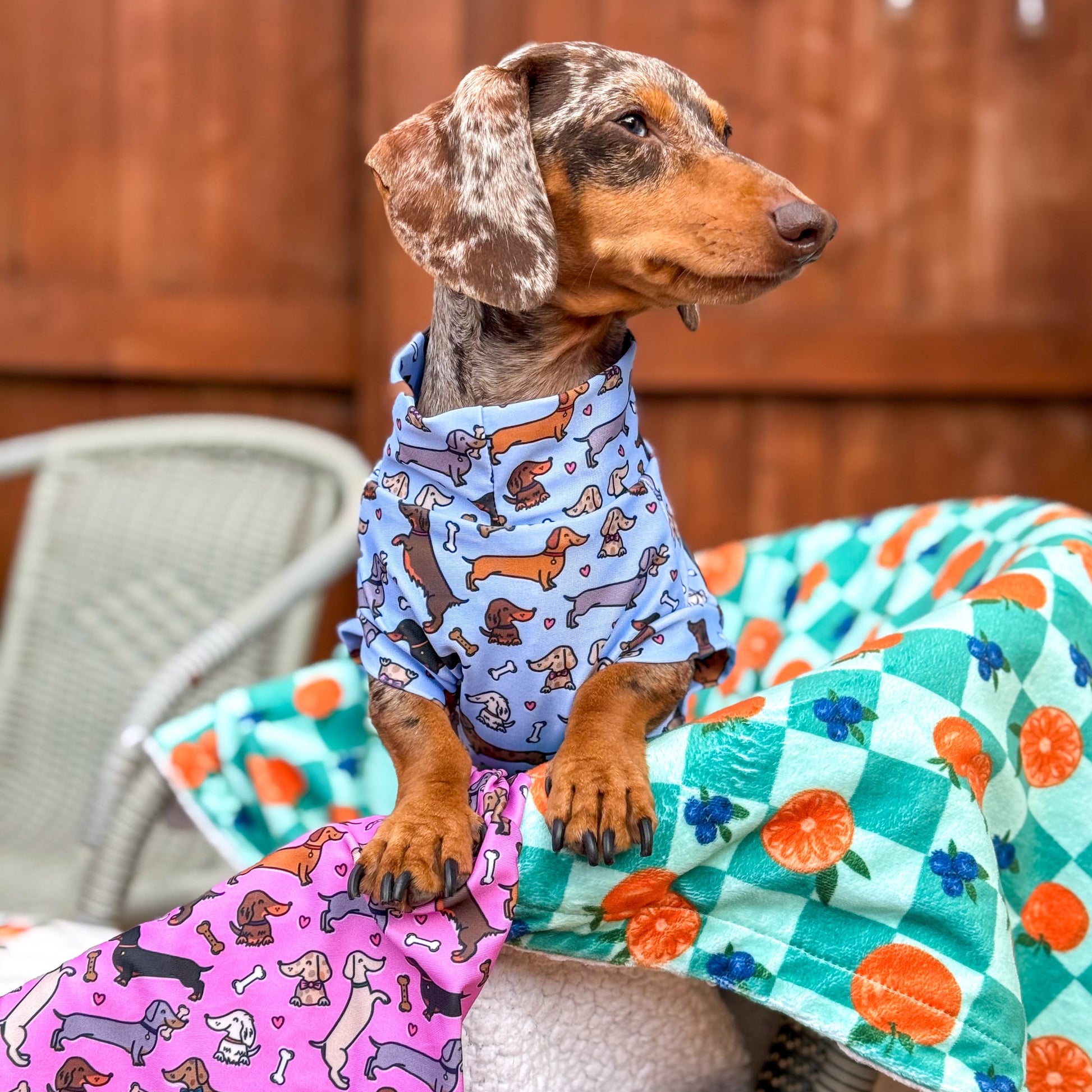 A dachshund wearing a blue patterned dog shirt sits on a wicker chair draped with colorful blankets in front of a wooden fence.