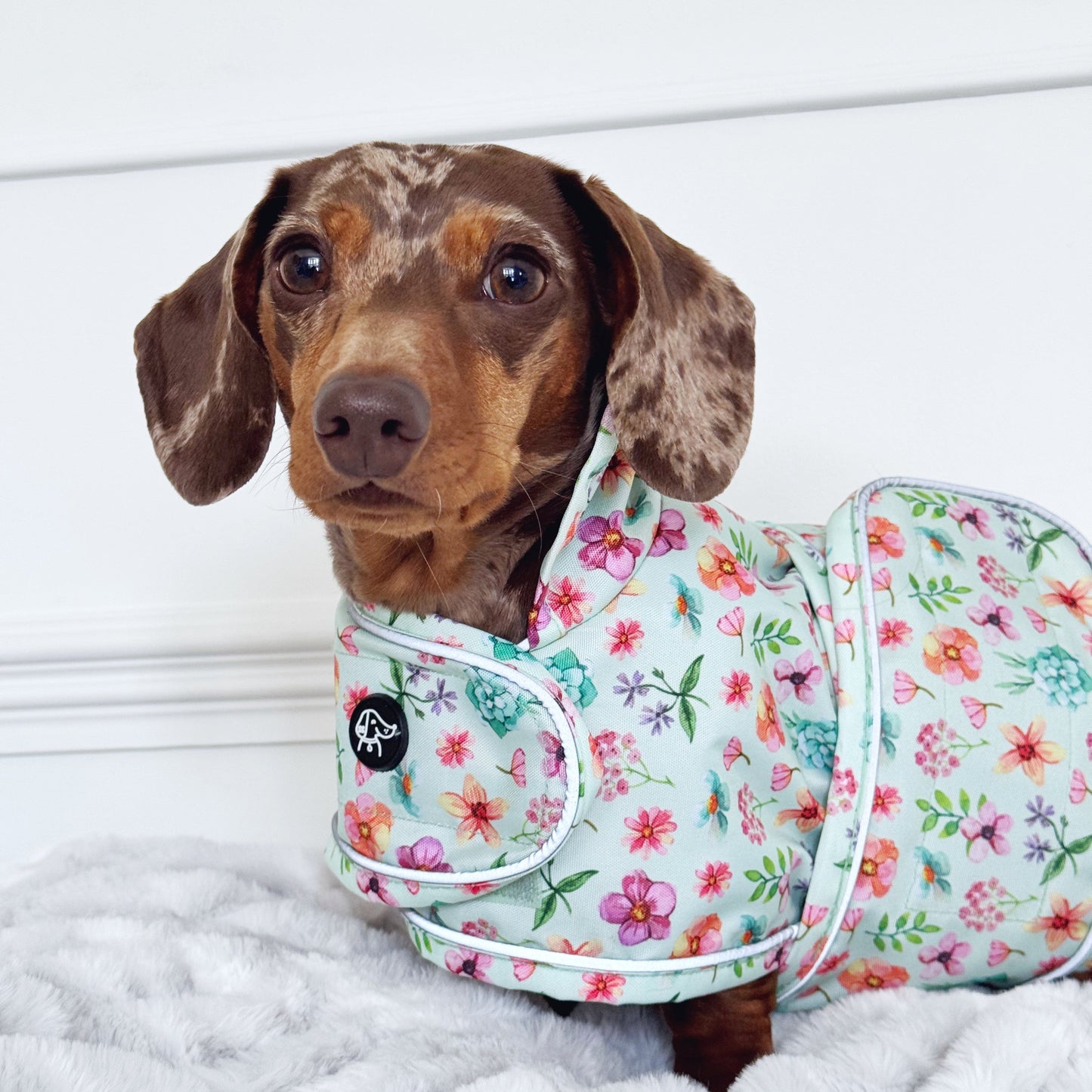 Springtime Fling - Dachshund Jacket