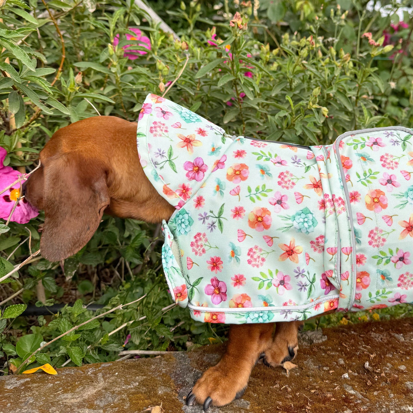 Springtime Fling - Dachshund Jacket