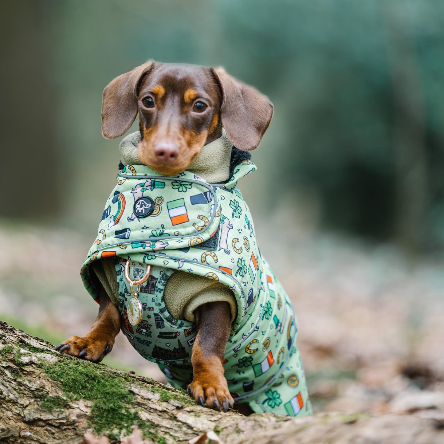 Lucky Charm - Dachshund Jacket