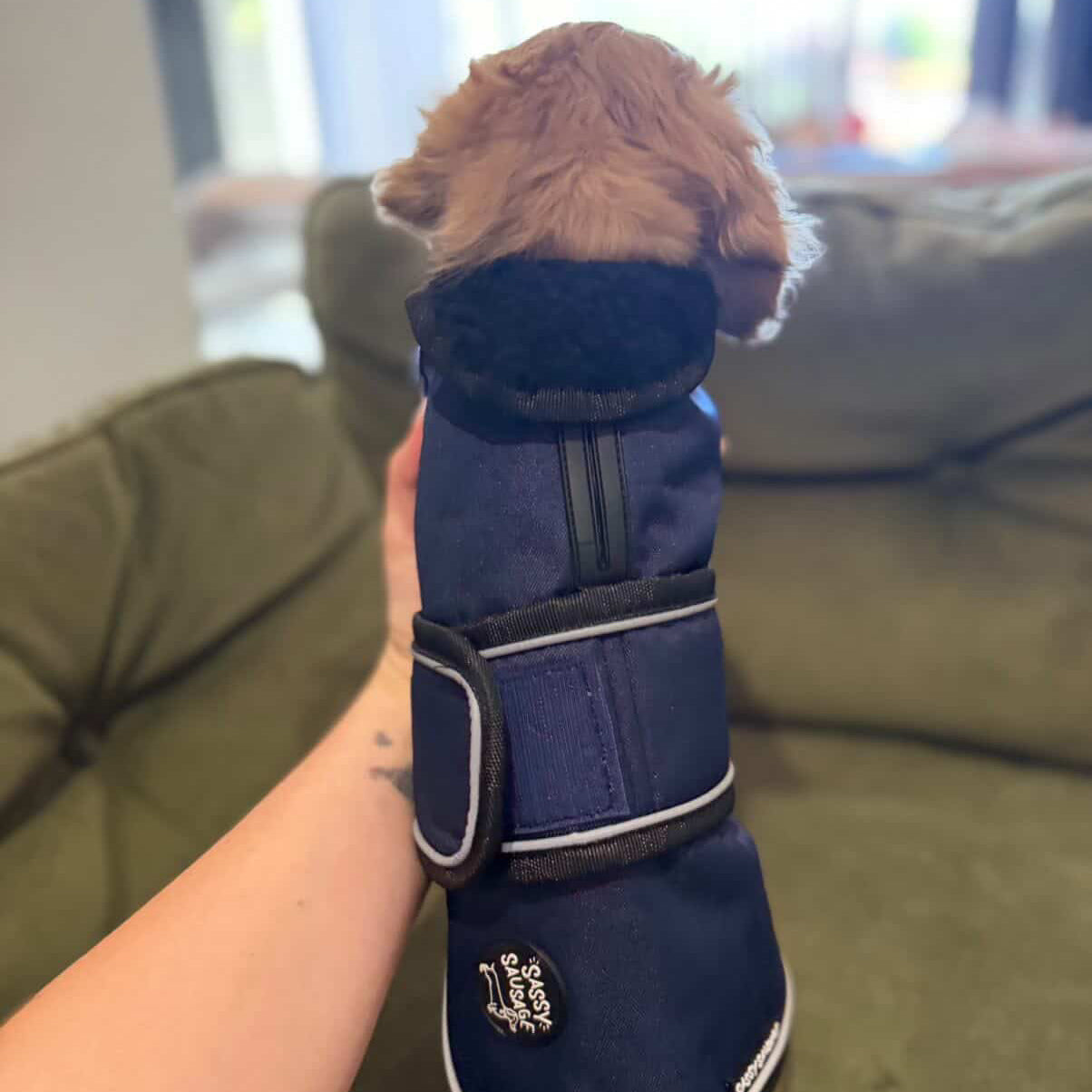 Puppy Dachshund Jacket