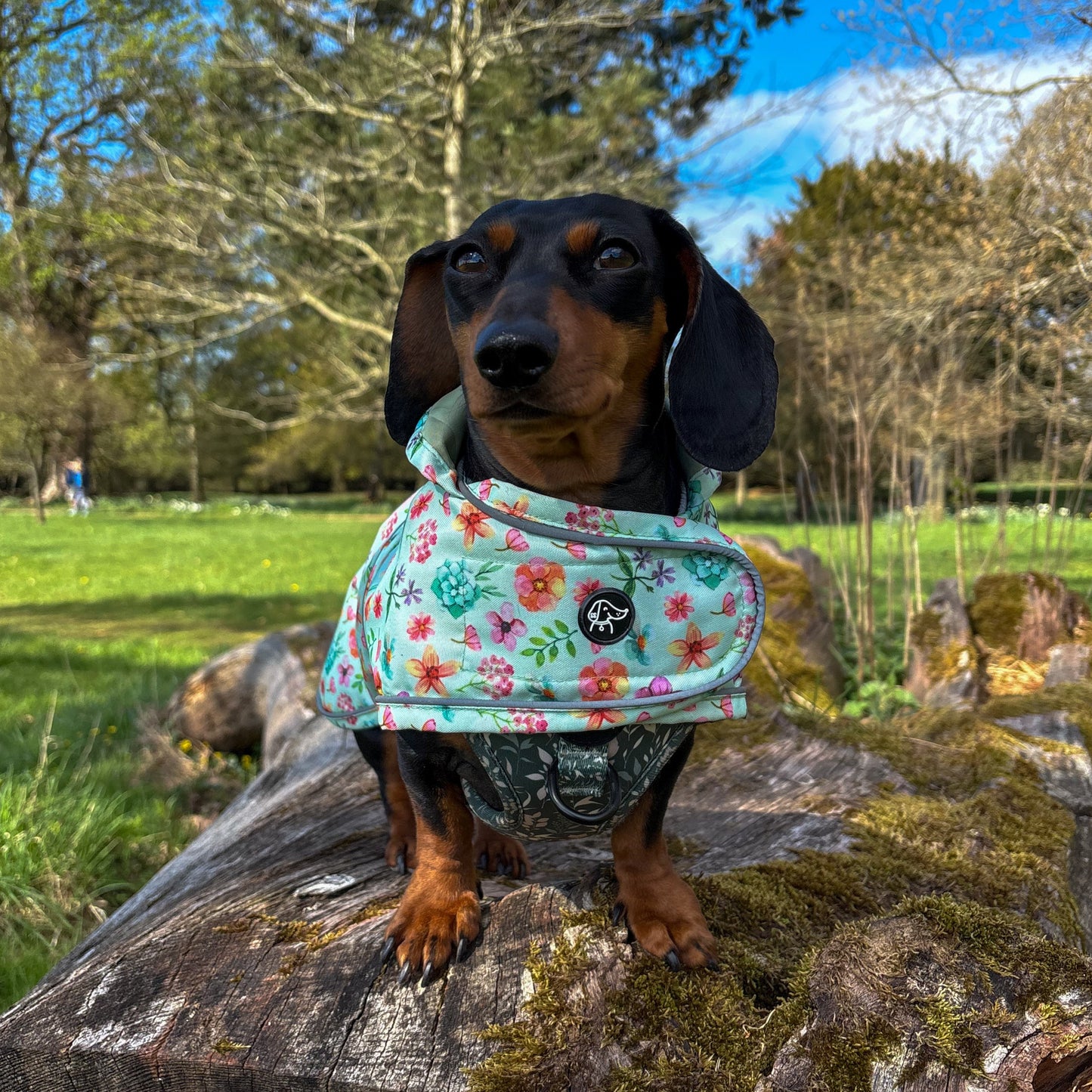 Springtime Fling - Dachshund Jacket