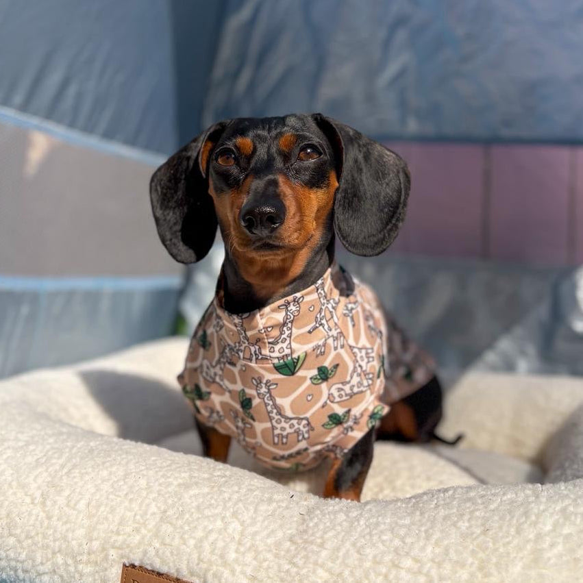 Dog wearing a patterned shirt sitting on a dog bed under a tent.