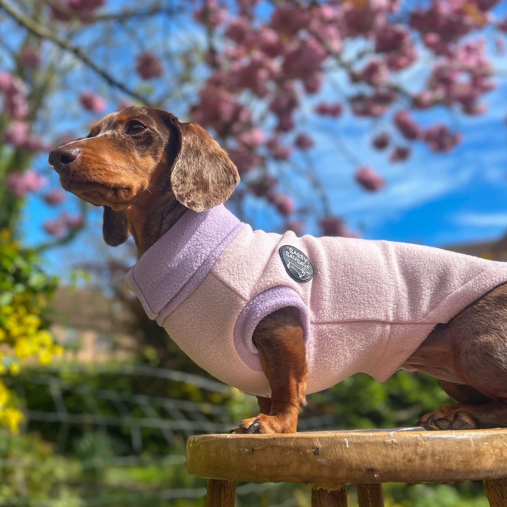 Small dog wearing a pink sweater standing on a wooden stool with cherry blossoms in the background.