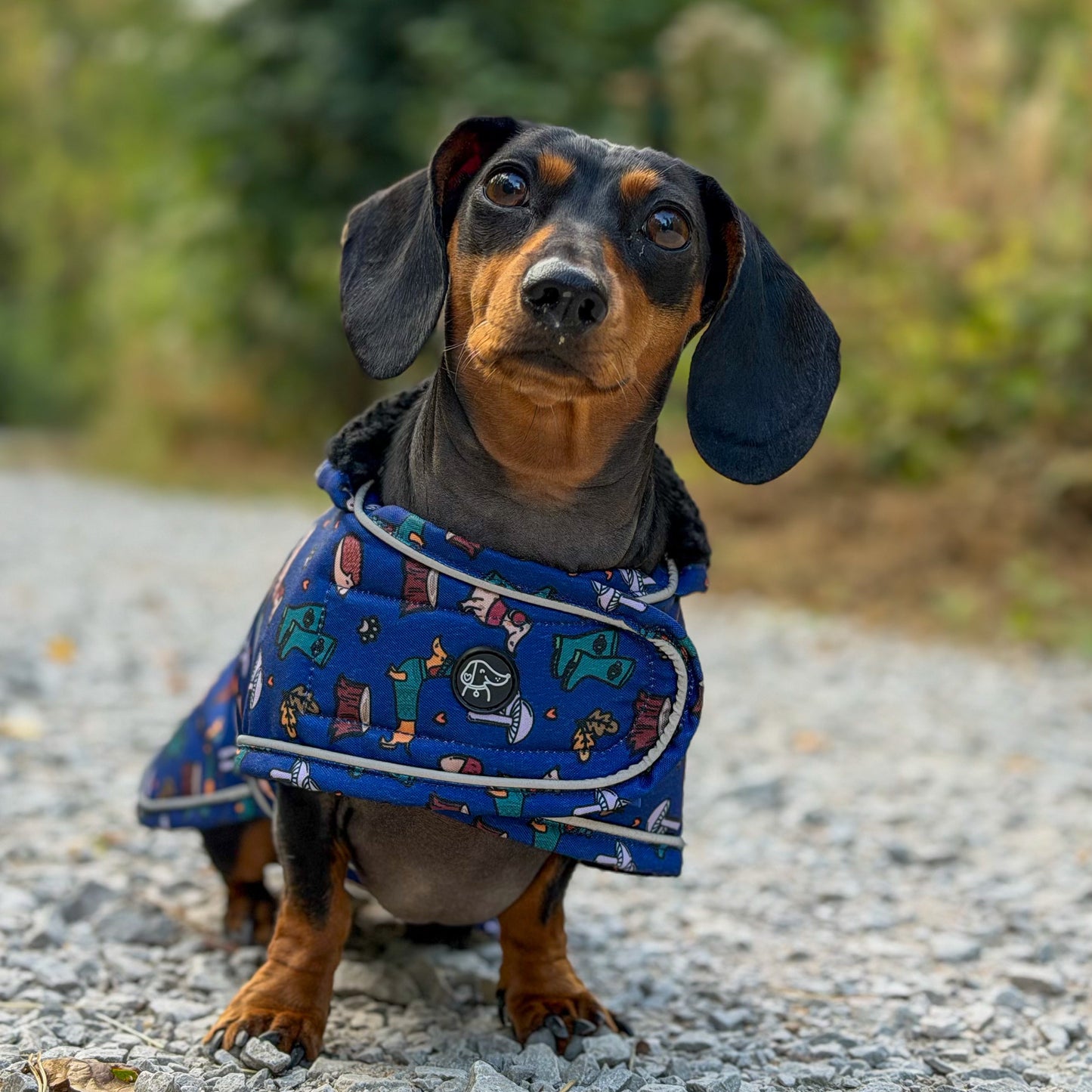 A dachshund wearing a blue patterned dog coat sits on a gravel path outdoors with a blurred green forest background.