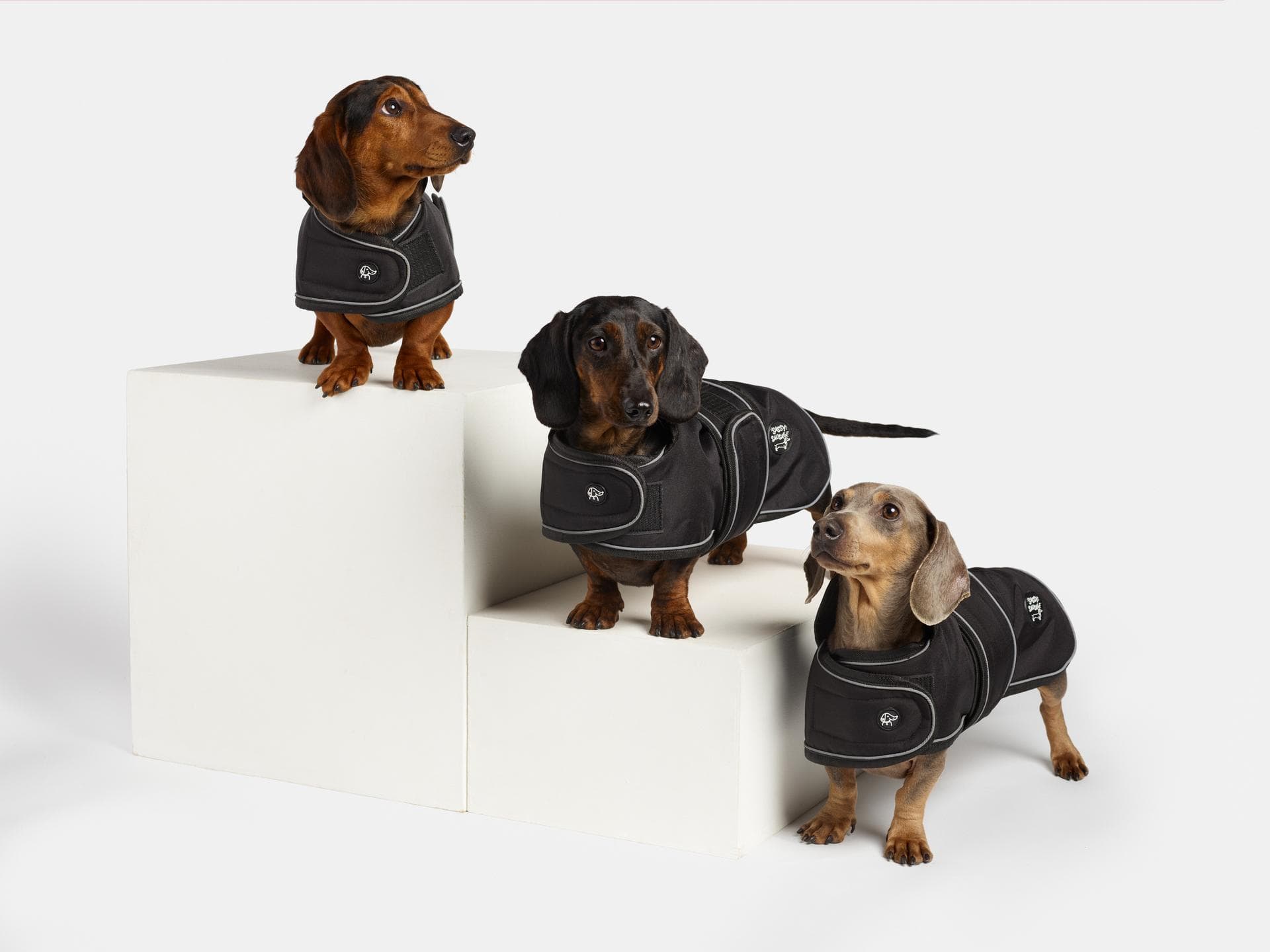 Dachshund essentials hotsell