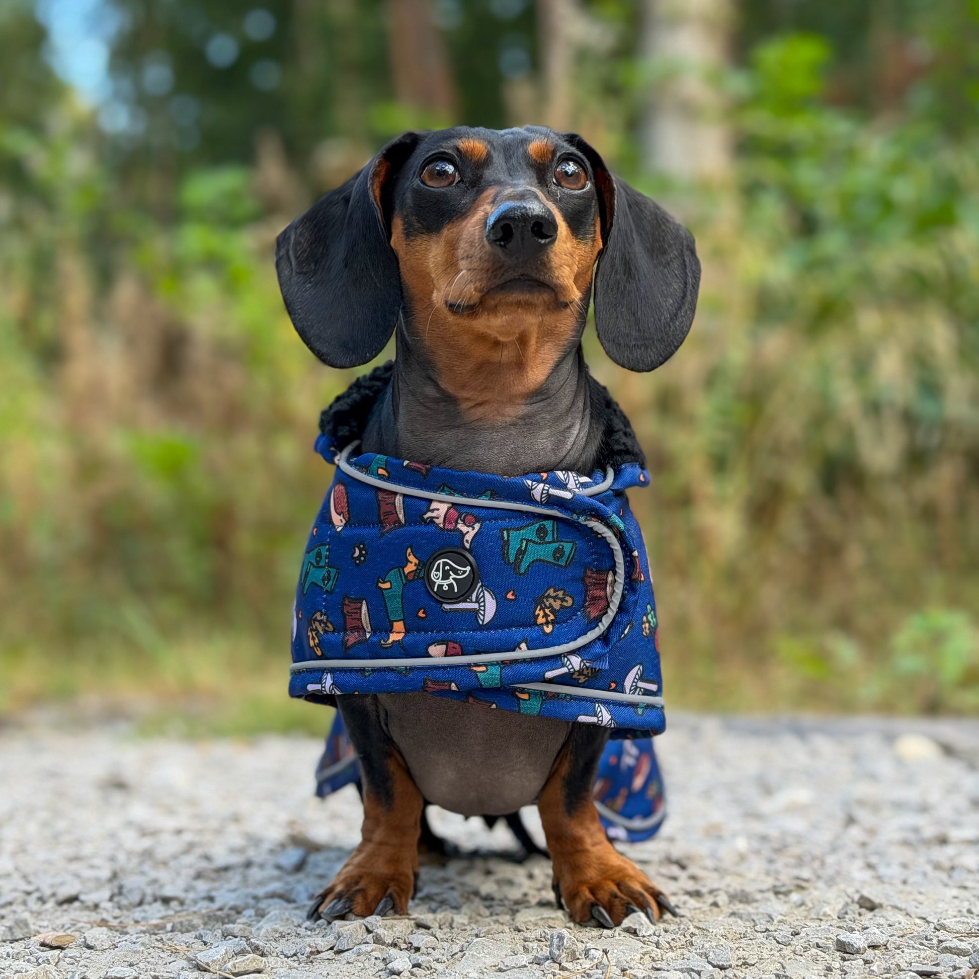 A dachshund wearing a blue patterned dog cape sits on a gravel path with a blurred forest background.