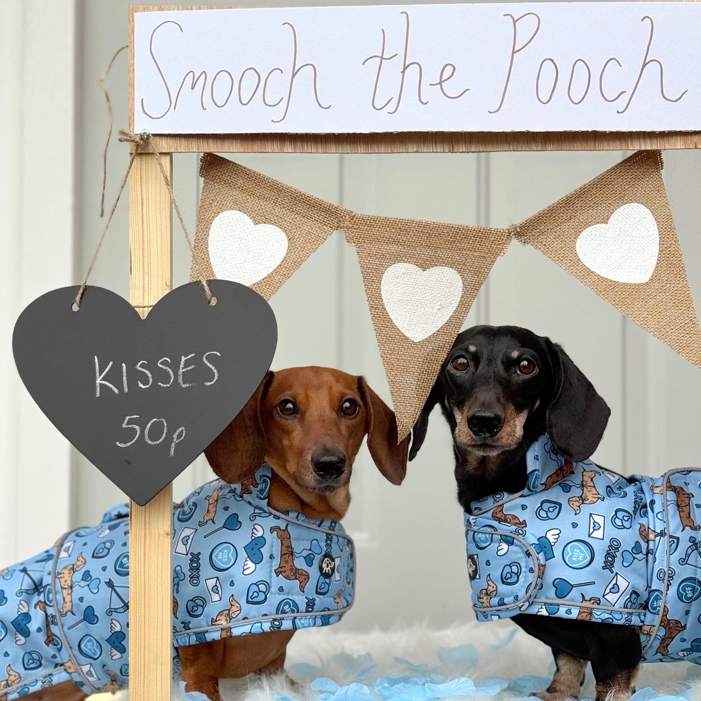 Cupid's Kisses - Dachshund Jacket