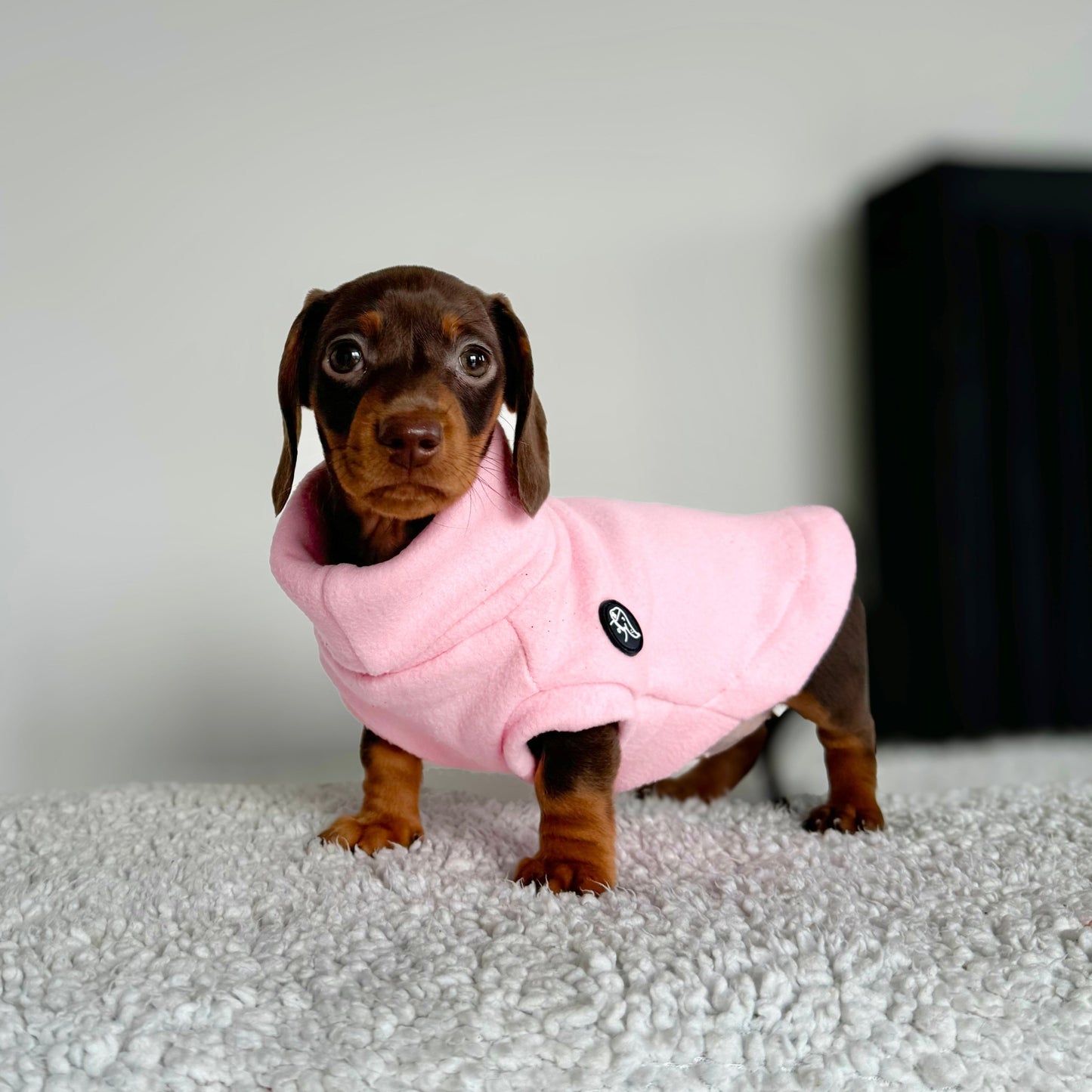 Puppy Roll-Neck