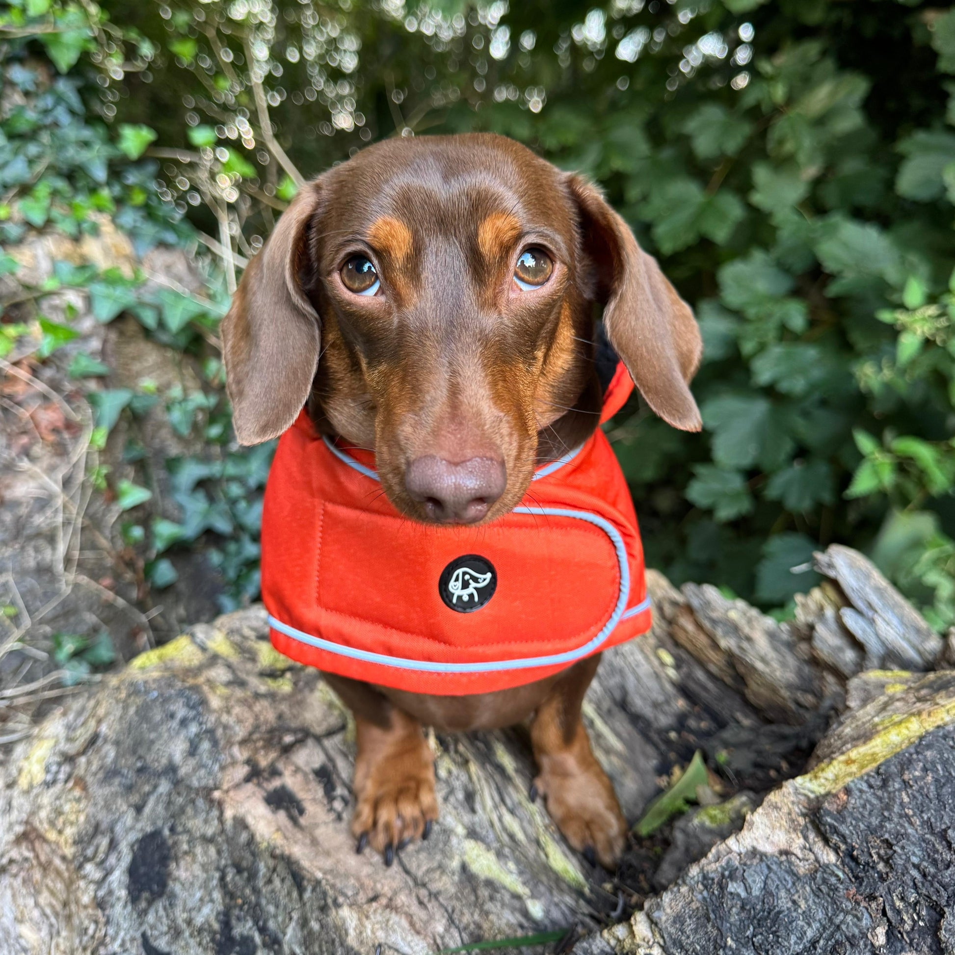 A brown dachshund wearing a bright orange-red reflective dog vest sits on a large rock outdoors with green foliage in the background.