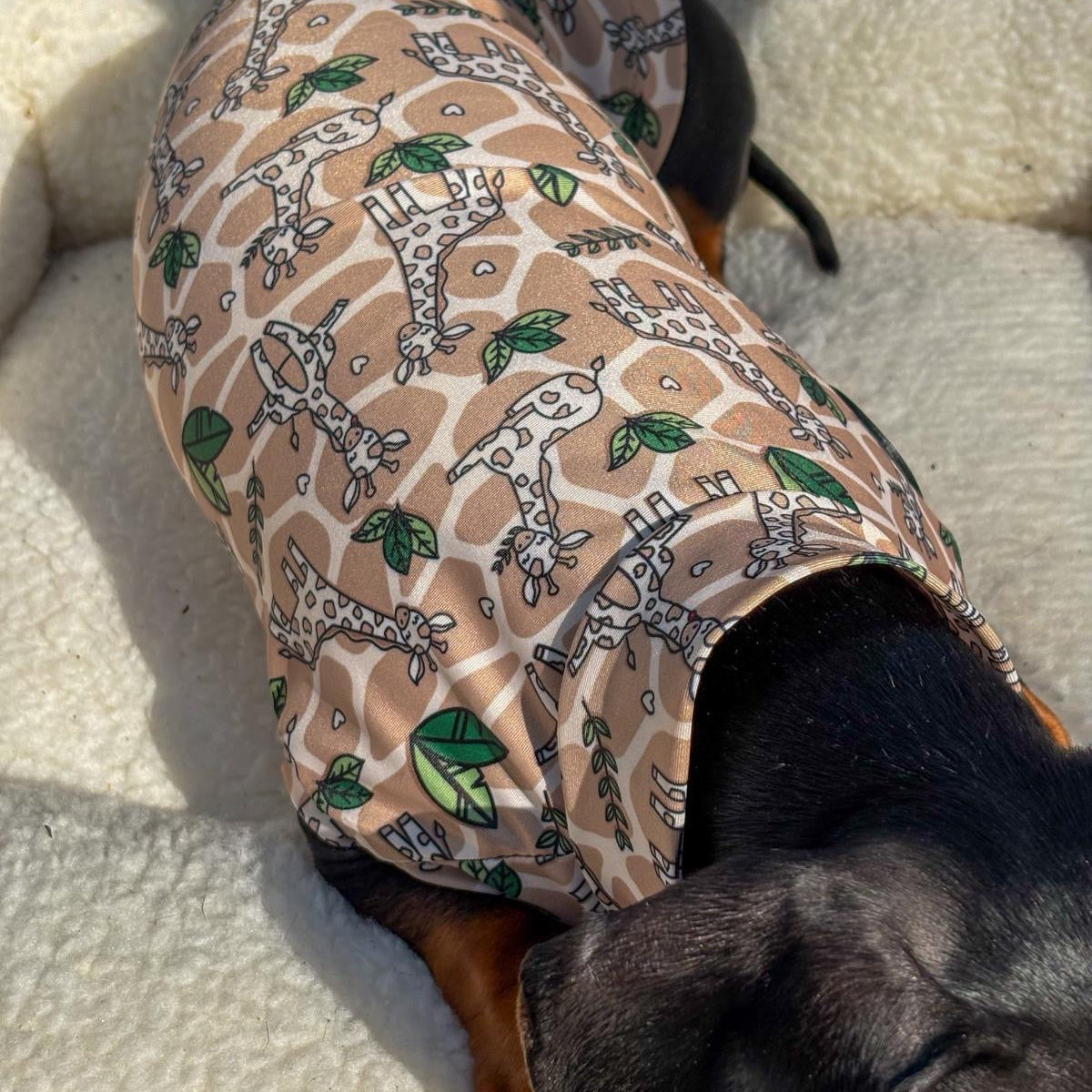 Dog wearing a patterned coat lying on a textured surface