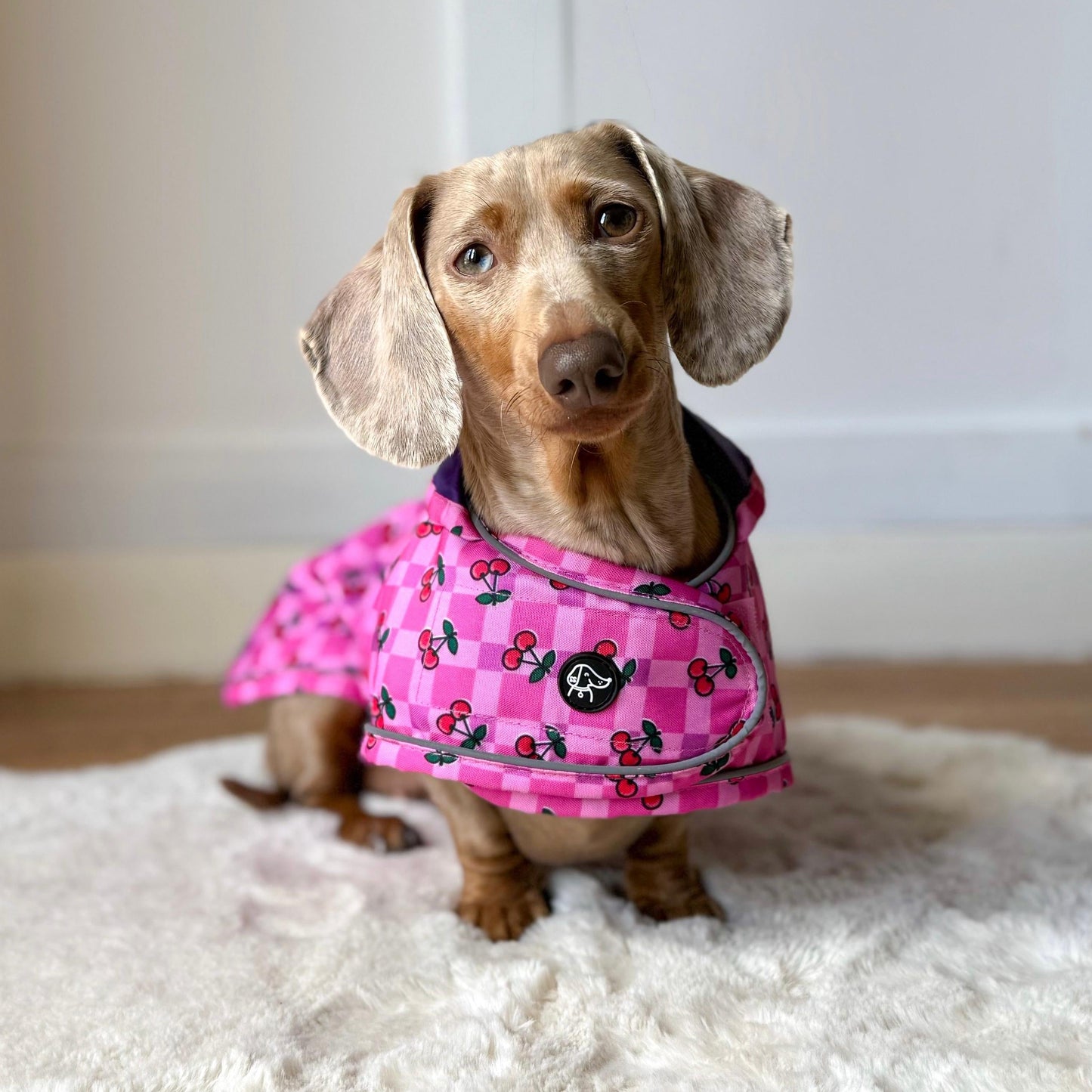 Small dog wearing a pink outfit with black patterns on a white carpet.