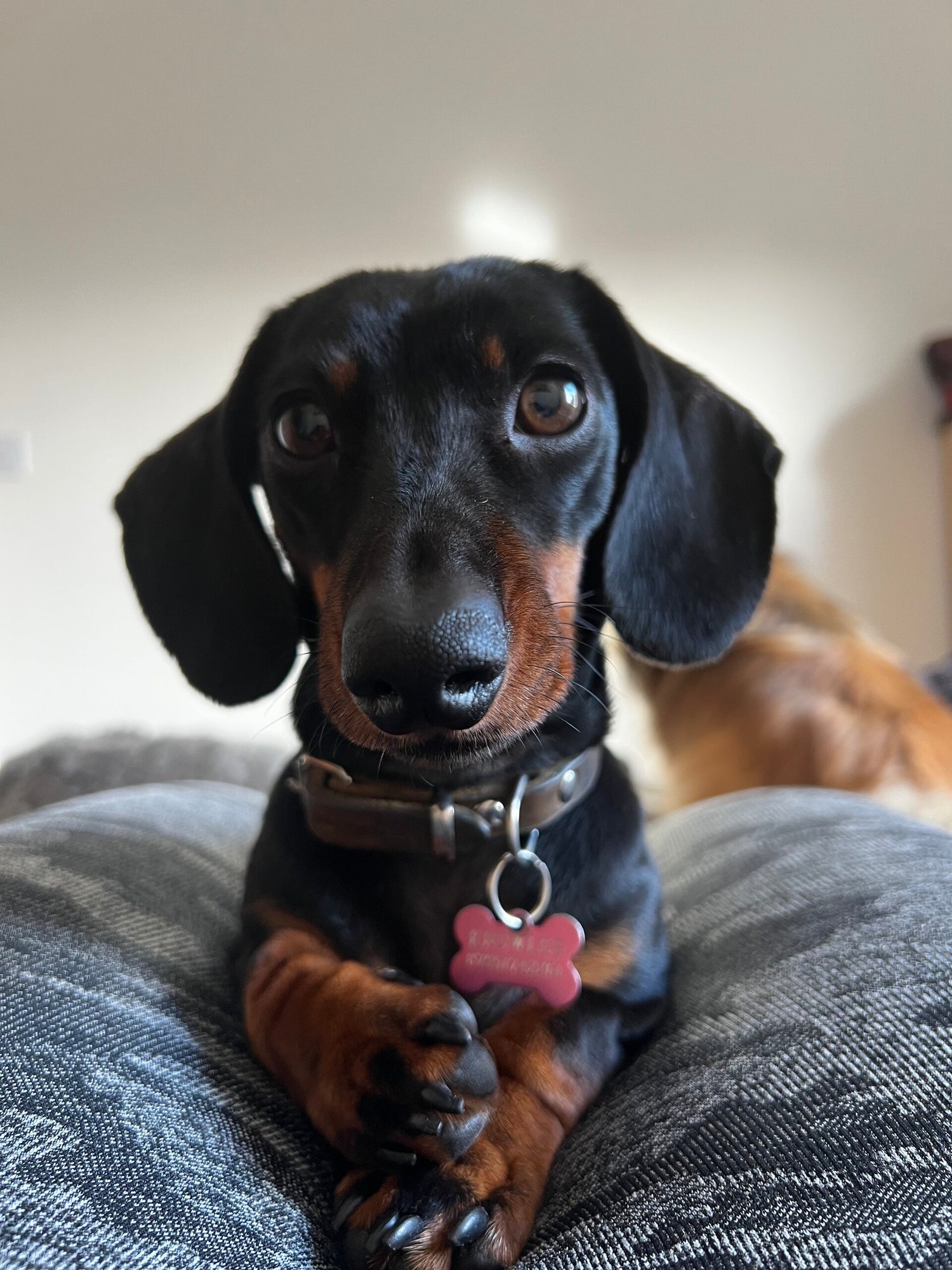 heidi sausage dog