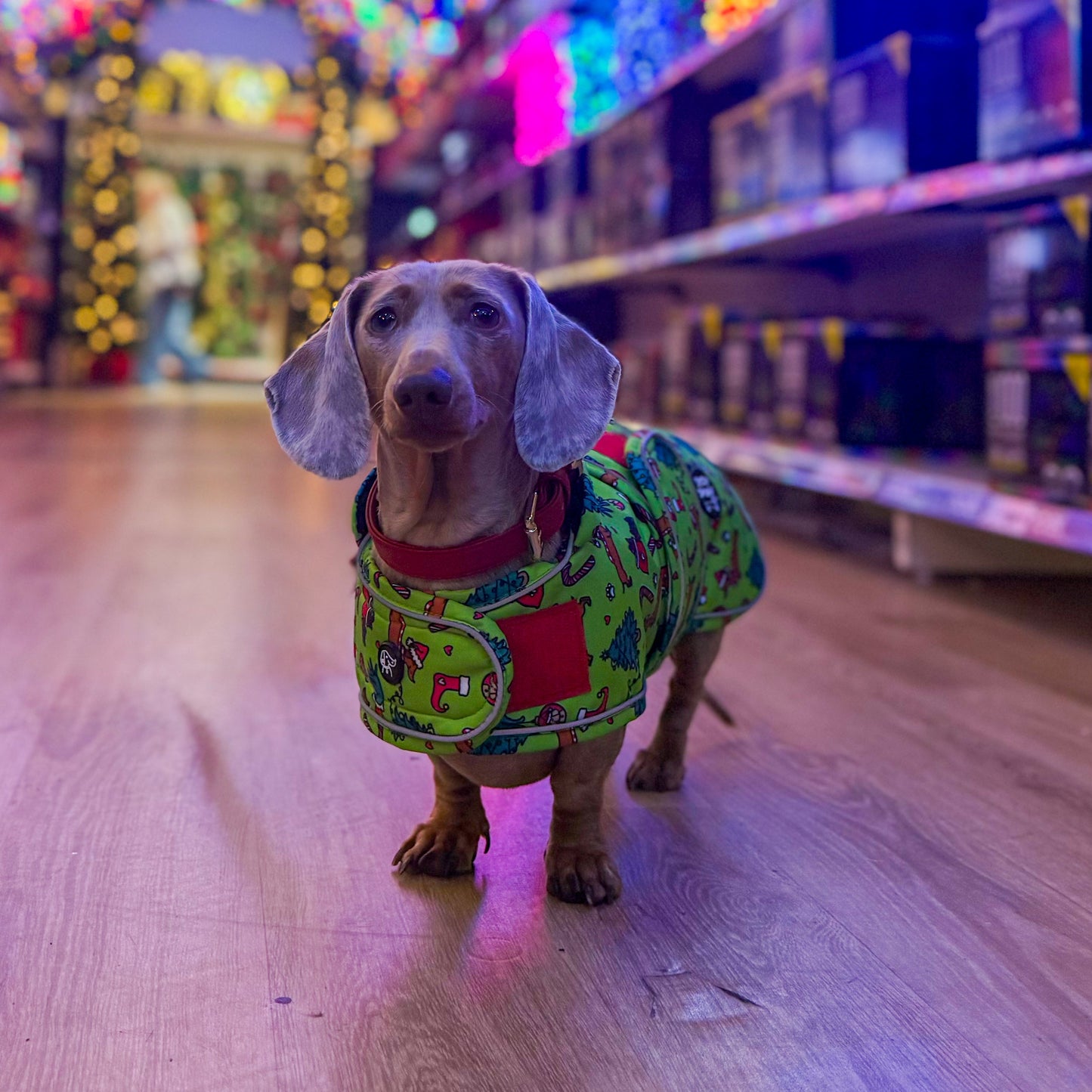 Christmas Dachshund Jackets