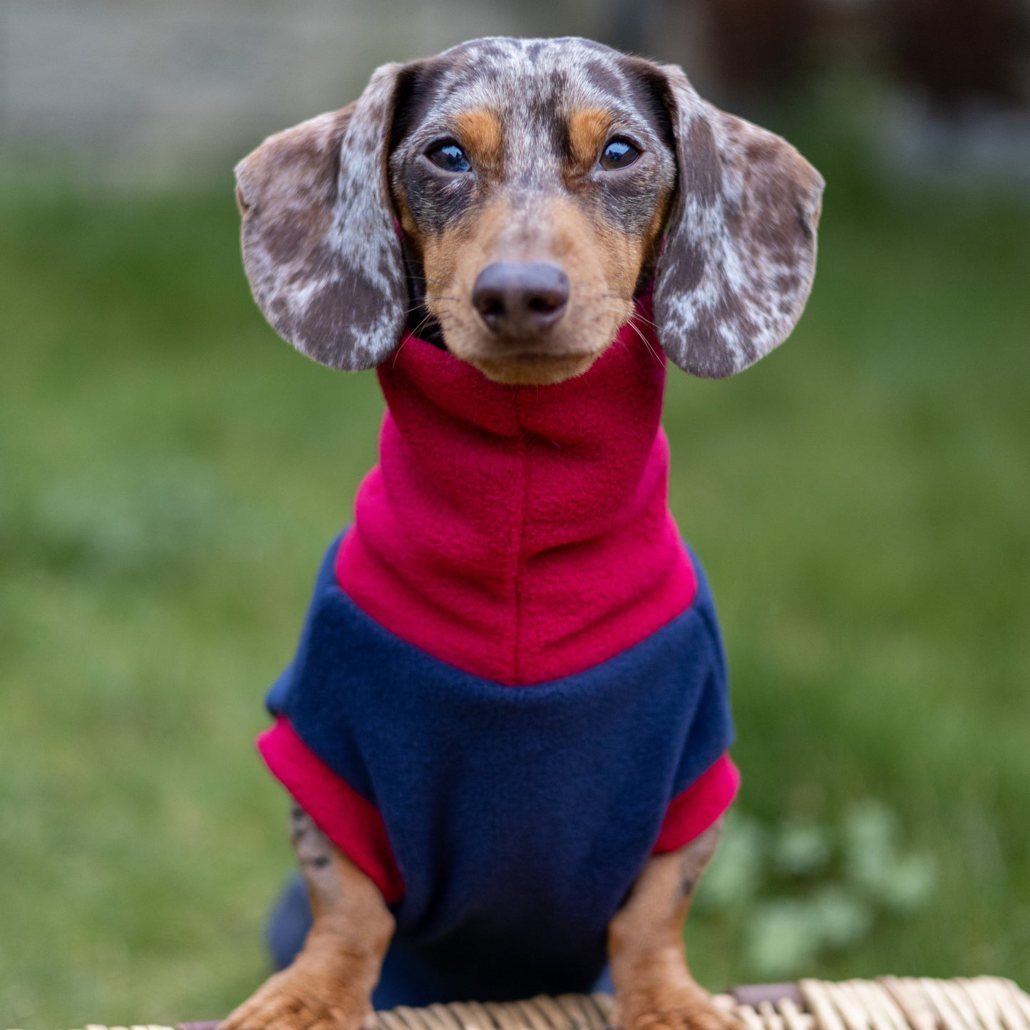 Two-Tone Dachshund Rollneck Jumper
