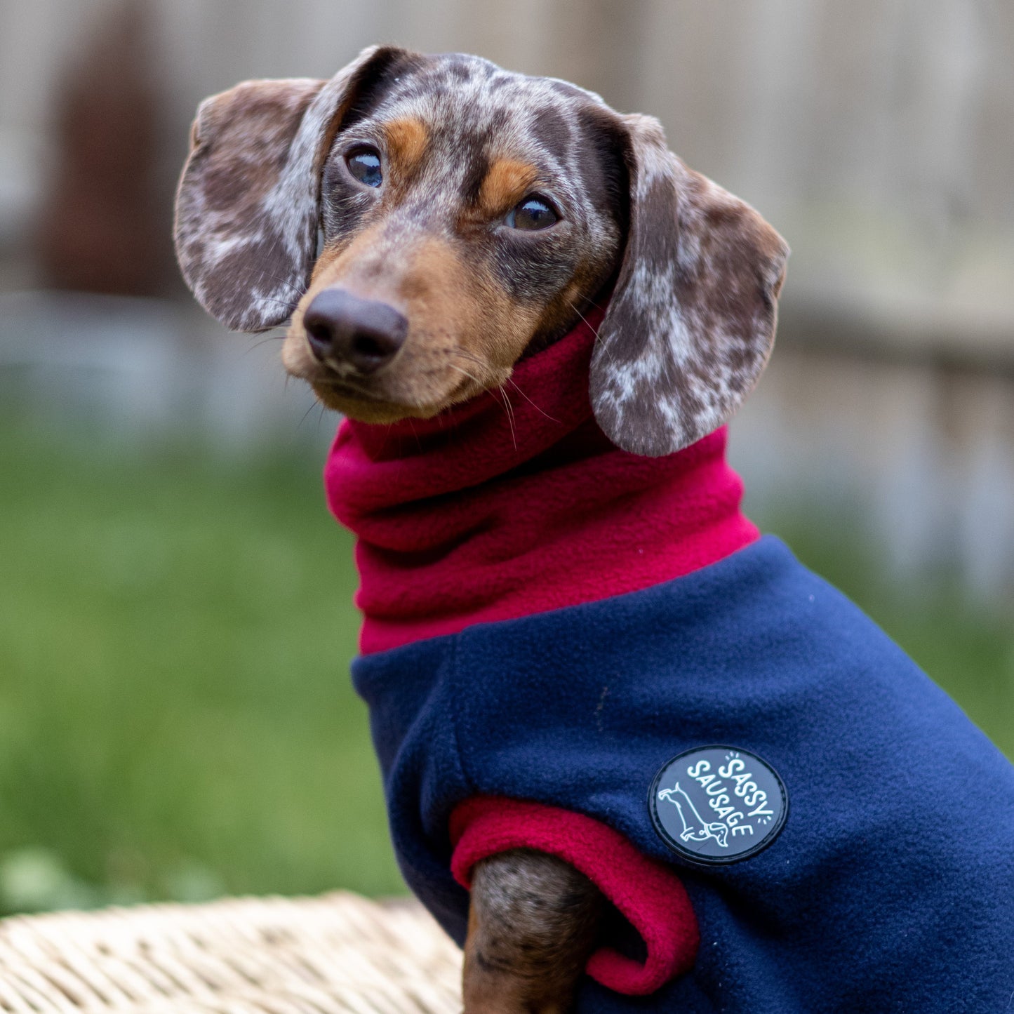 Two-Tone Dachshund Rollneck Jumper