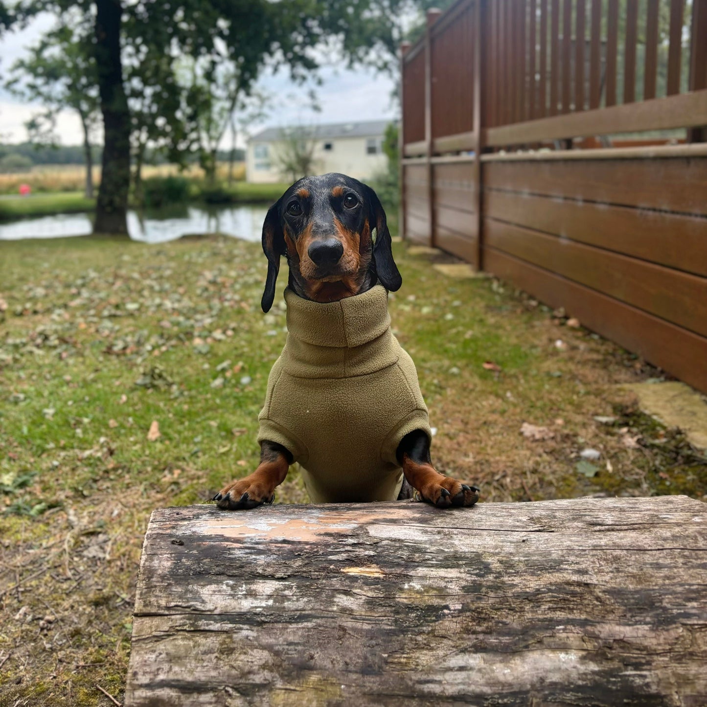 Essentials Rollneck Jumper - Dachshund