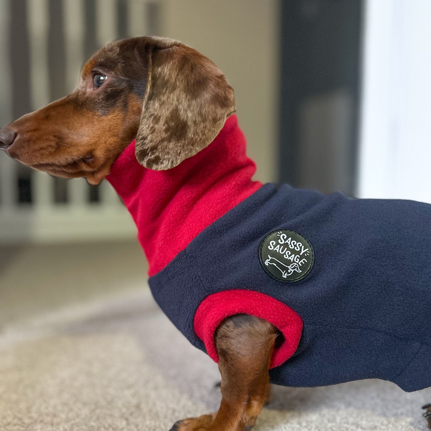 Dachshund wearing a red and navy blue outfit with a brand logo on a carpeted floor.
