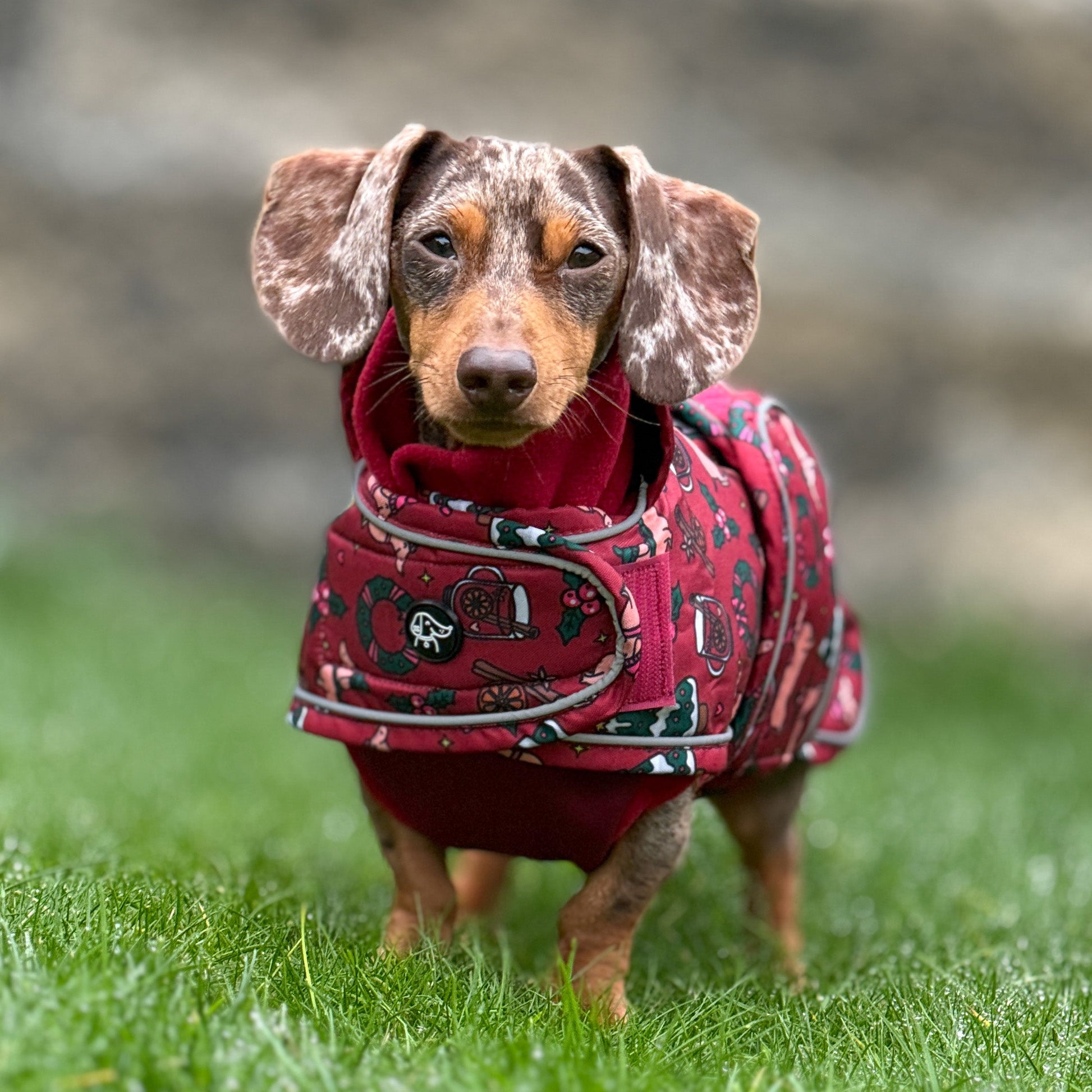 Small dog wearing a red coat standing on grass with a blurred stone wall background