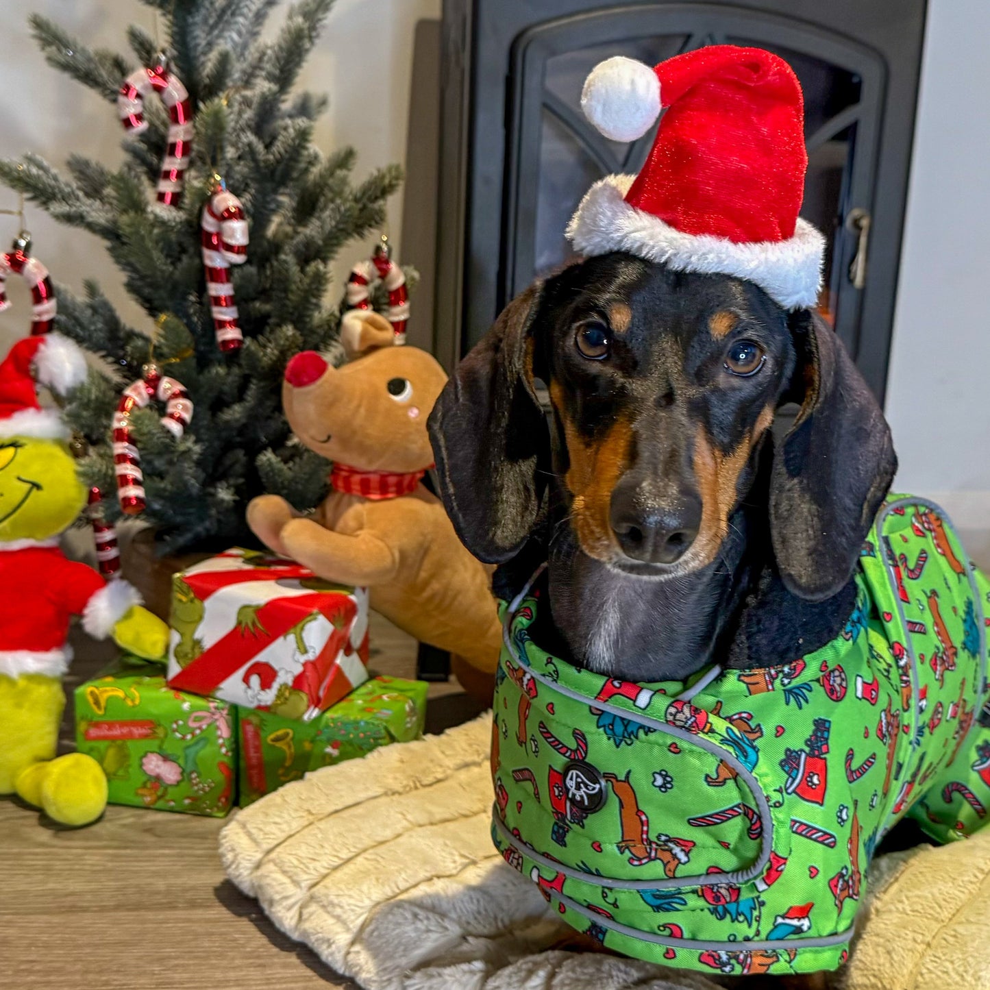 Dog in a festive outfit with a Christmas tree and decorations in the background