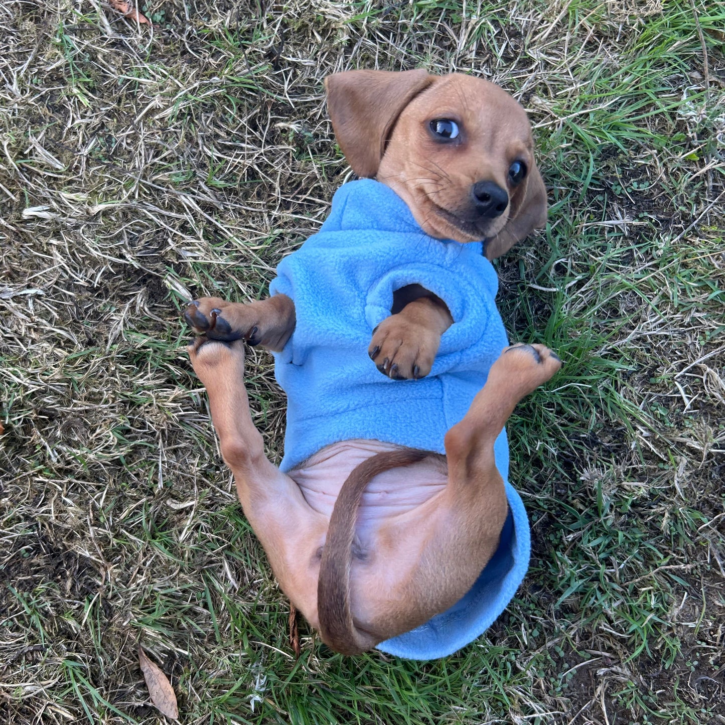 Puppy Roll-Neck
