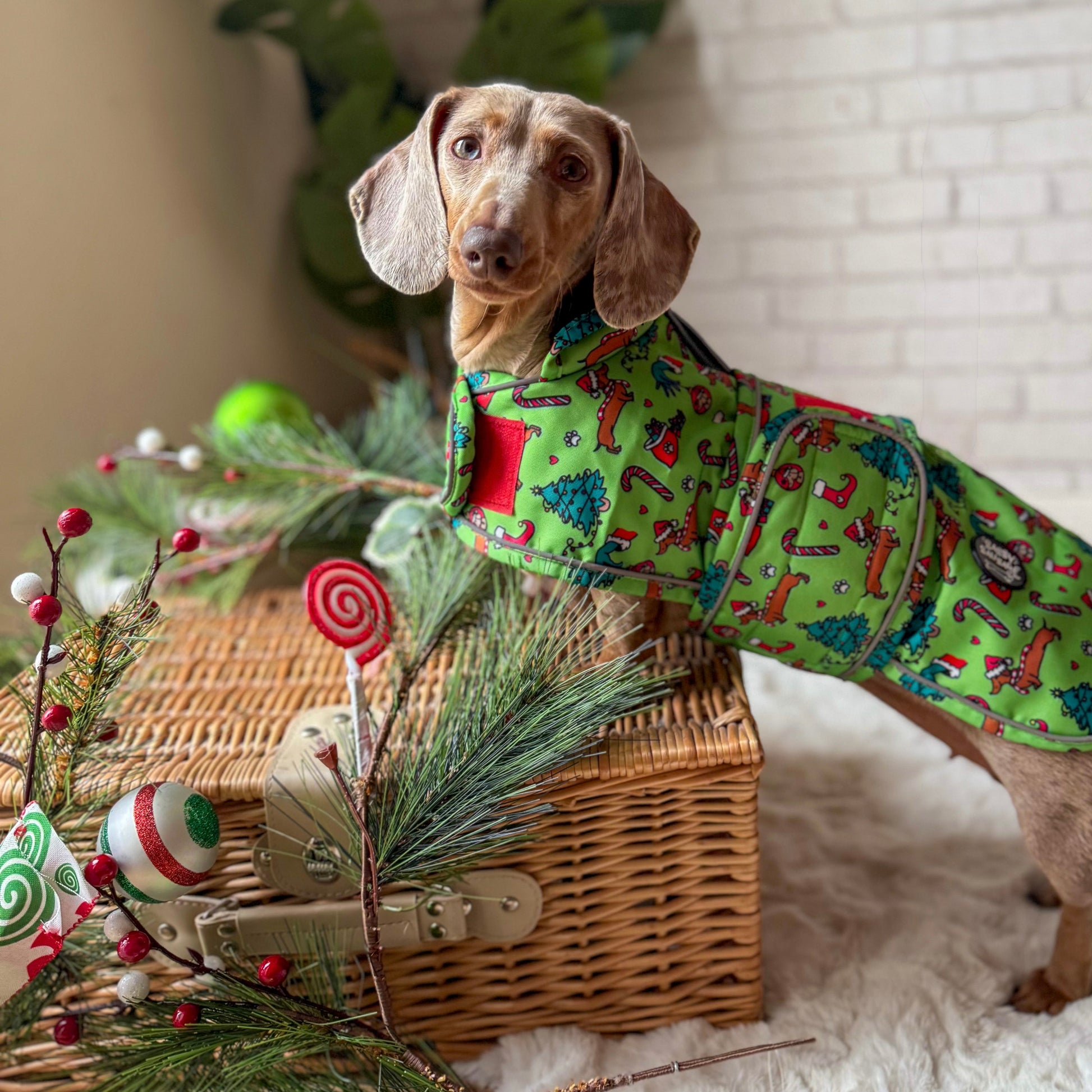 Dog in a green patterned outfit standing next to a decorated basket with festive items.