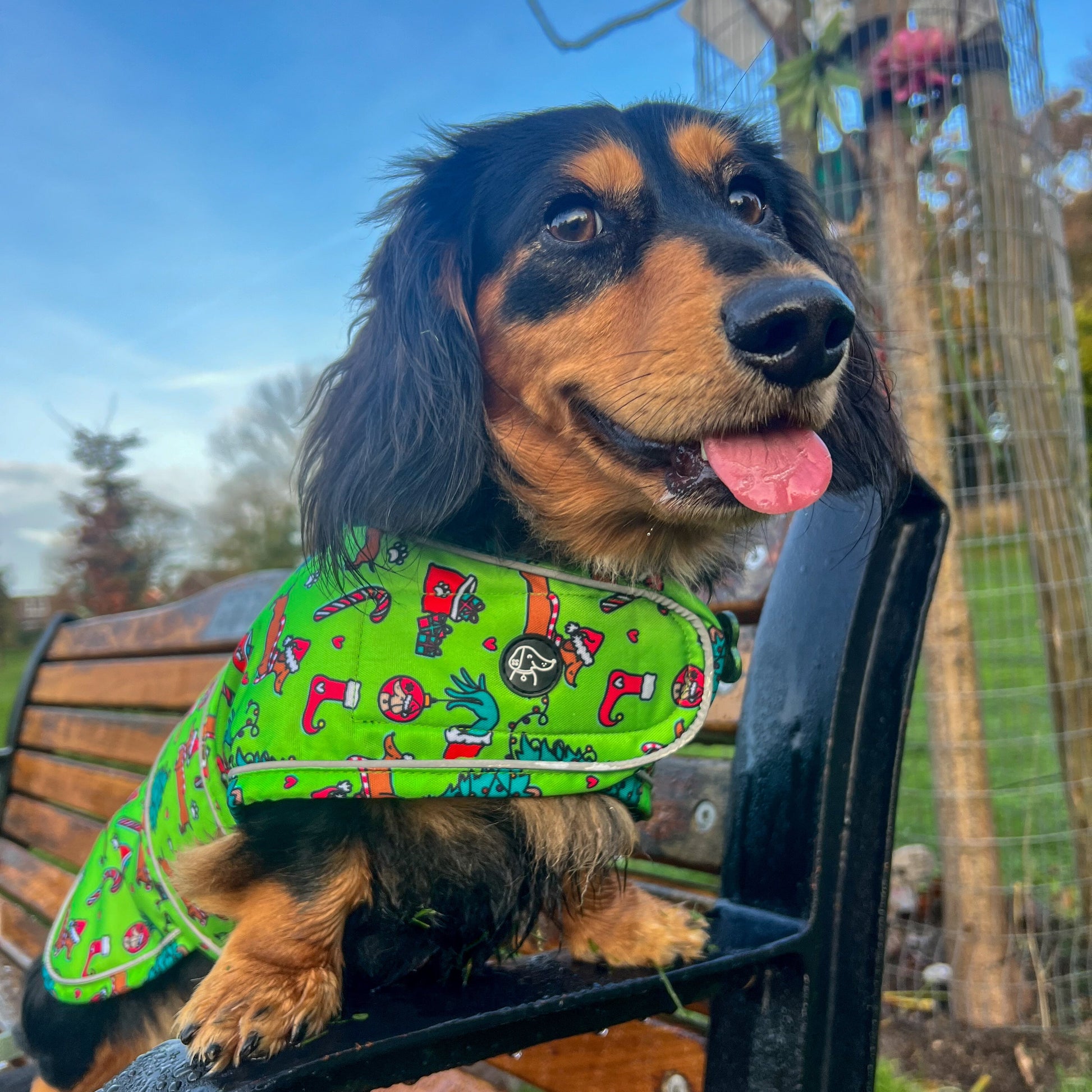 Dog wearing a colorful coat sitting on a park bench with trees and blue sky in the background